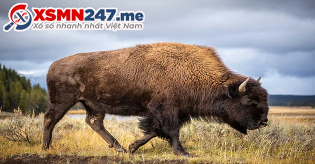 nằm mơ thấy con trâu là điềm gì