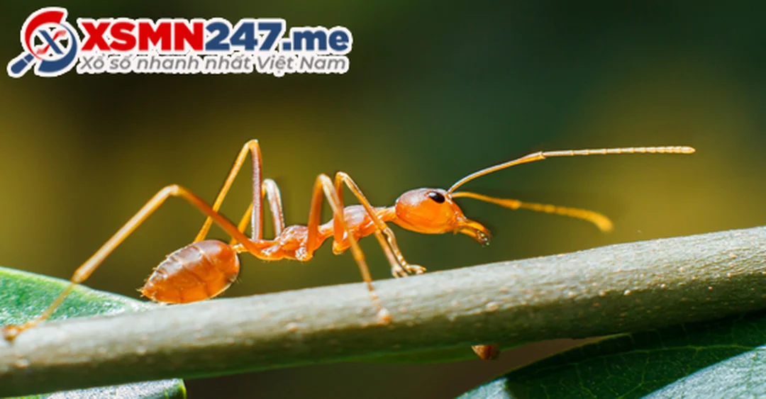 nằm mơ thấy kiến đánh số gì theo từng loại kiến
