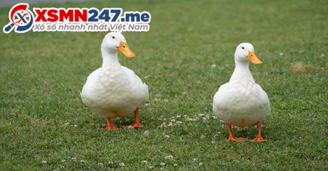 nằm mơ thấy vịt đánh số gì với hình ngủ mơ thấy con vịt đánh số bao nhiêu
