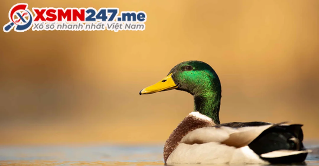 nằm mơ thấy vịt đánh số gì với hình thông điệp giấc mơ thấy con vịt