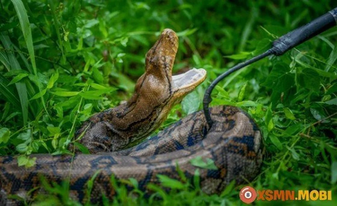 Những bối cảnh đặc biệt khi mơ thấy bắt rắn