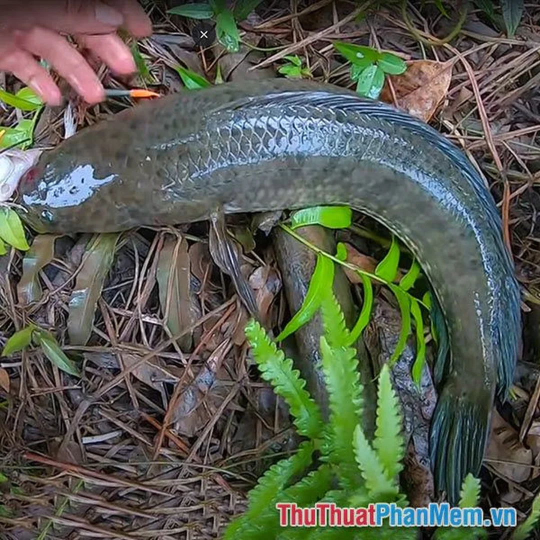 Những lỗi khi tra mơ thấy con cá lóc đánh số mấy