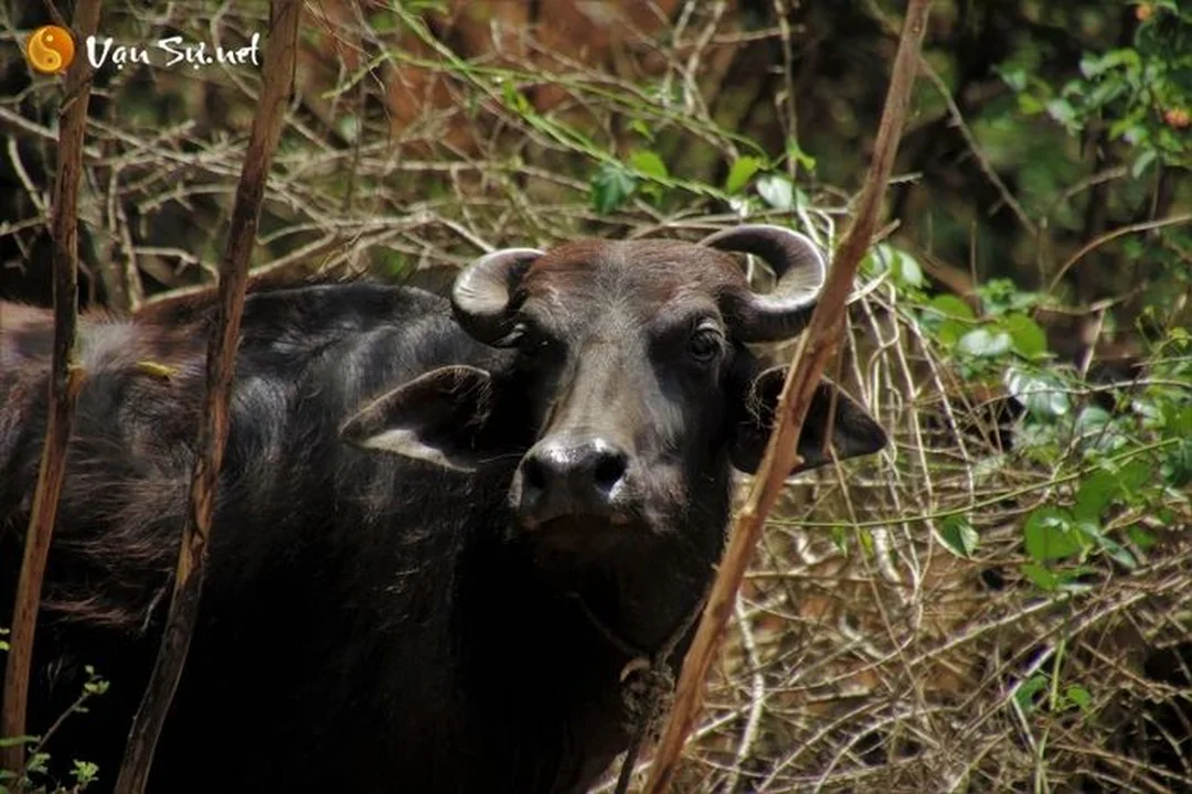 phân biệt ý nghĩa trâu đen trâu vàng trâu trắng