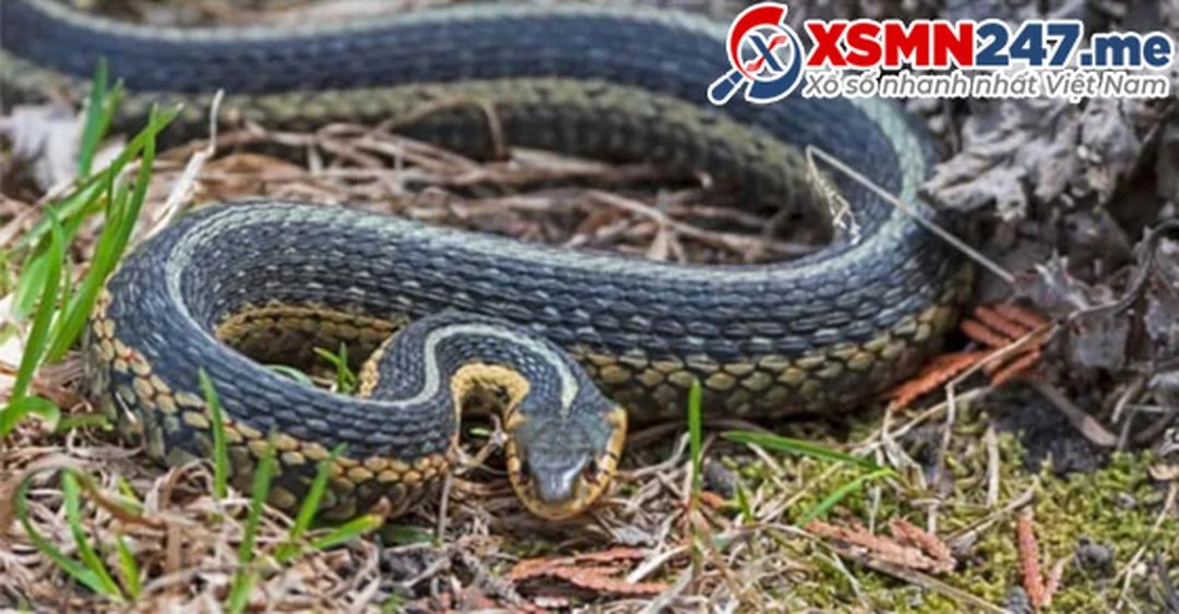 so sánh ý nghĩa các loại rắn trong giấc mơ