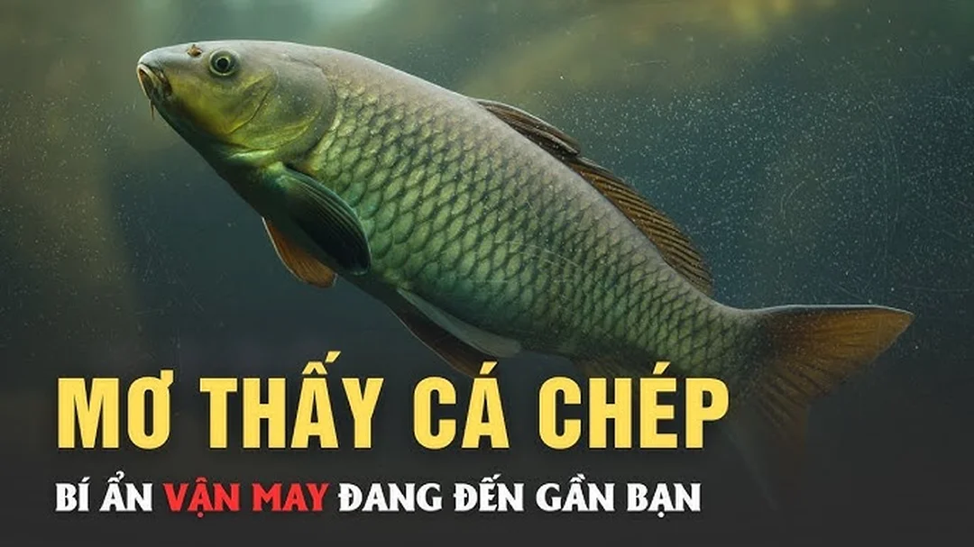 Video giải mã giấc mơ thấy cá và con số tham khảo