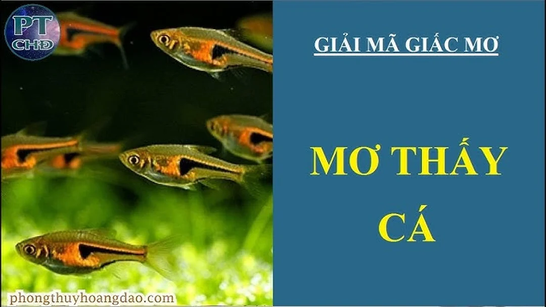 Video giải mã giấc mơ thấy cá