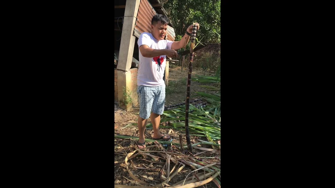 Video mô tả cây mía giúp đối chiếu hình ảnh trong giấc mơ