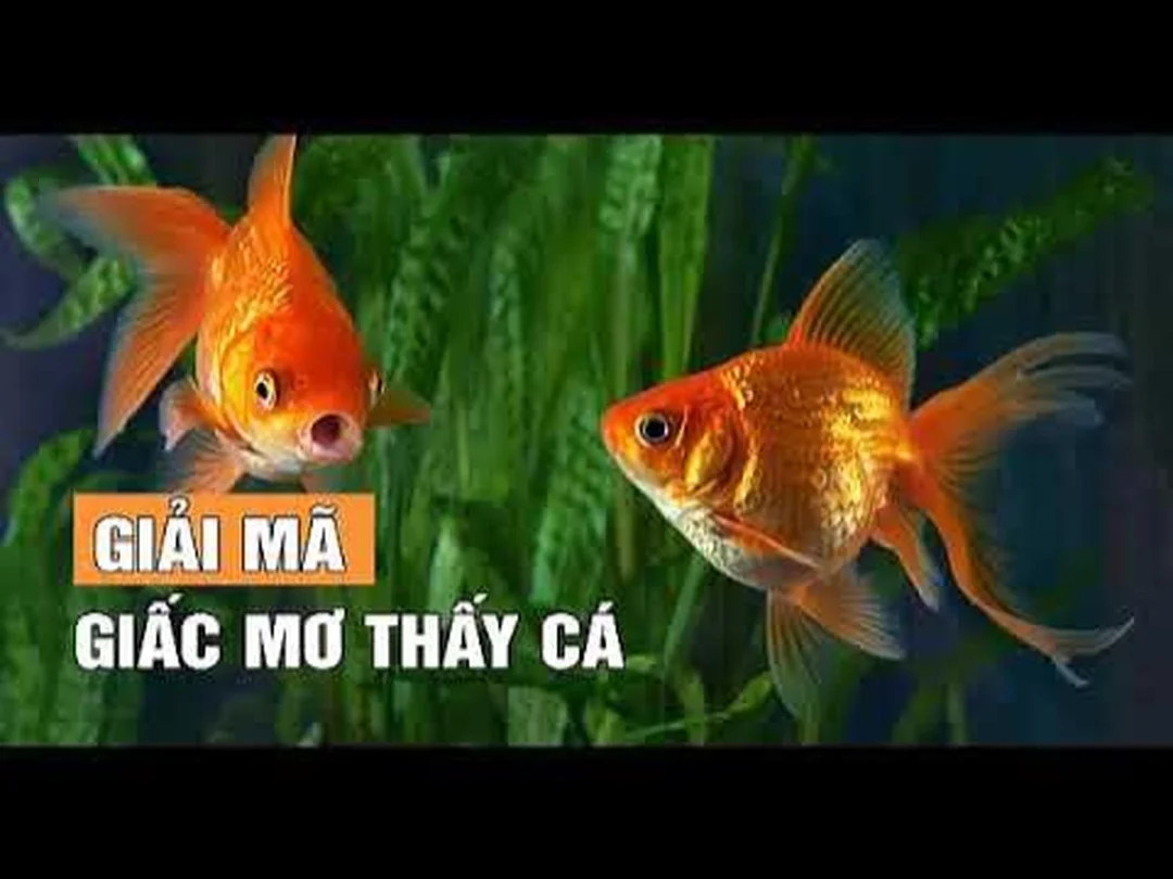 video mơ thấy cá điềm báo gì và con số liên quan