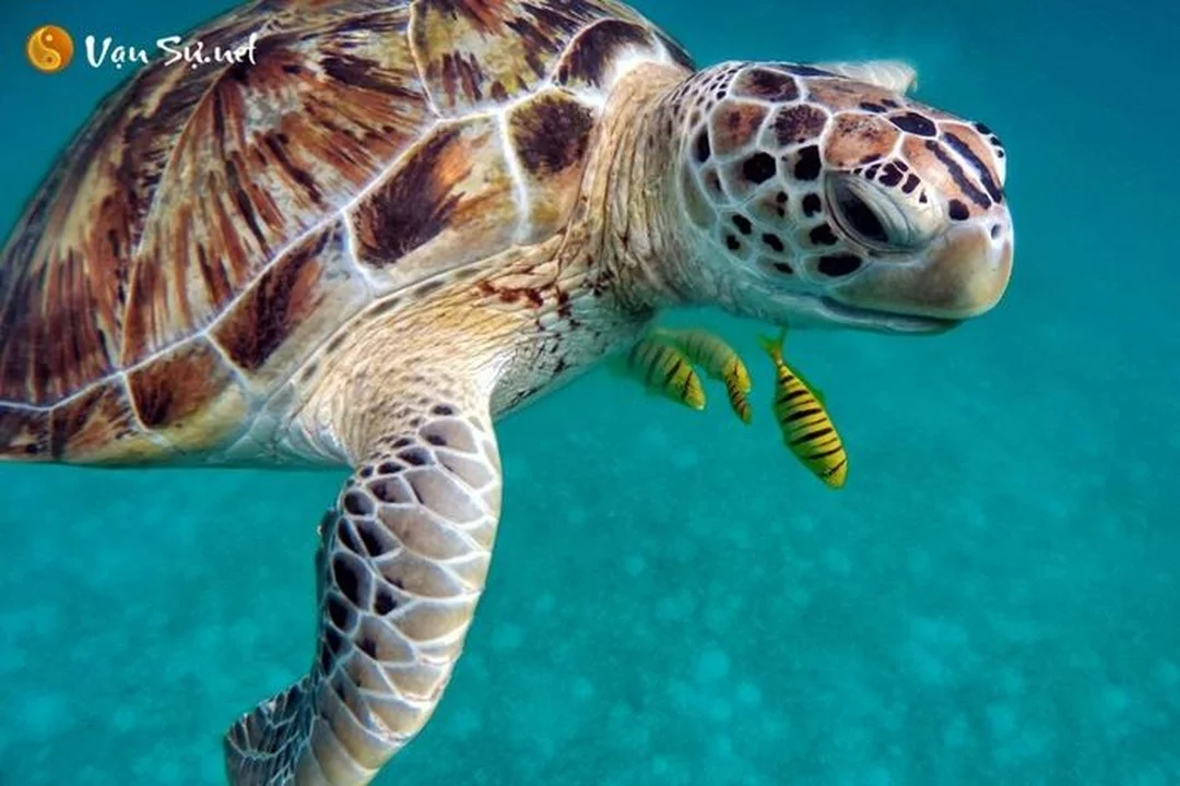 Ý nghĩa giấc mơ thấy rùa ý nghĩa giấc mơ thấy rùa