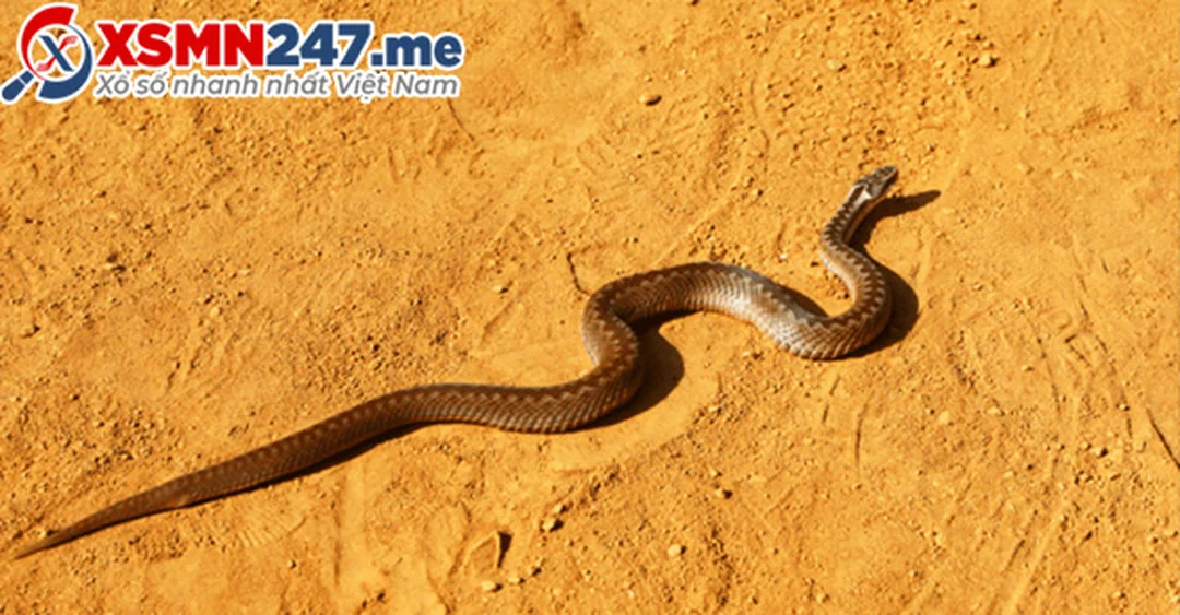 ý nghĩa tâm lý của giấc mơ rắn đuổi