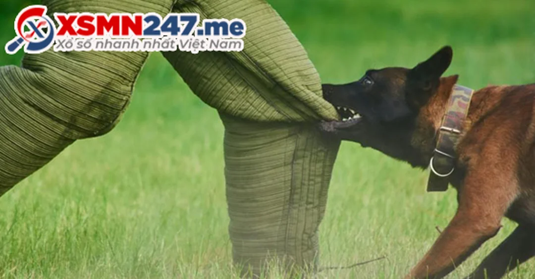 mơ thấy bị chó cắn là điềm gì khi xét theo bối cảnh