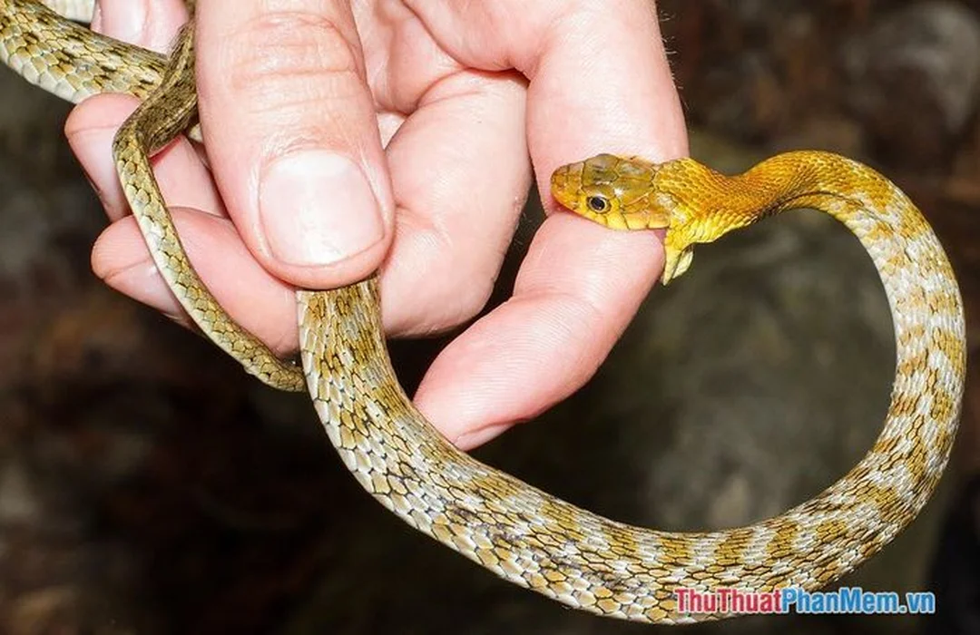 mơ thấy rắn cắn đánh con đề gì câu hỏi thường gặp