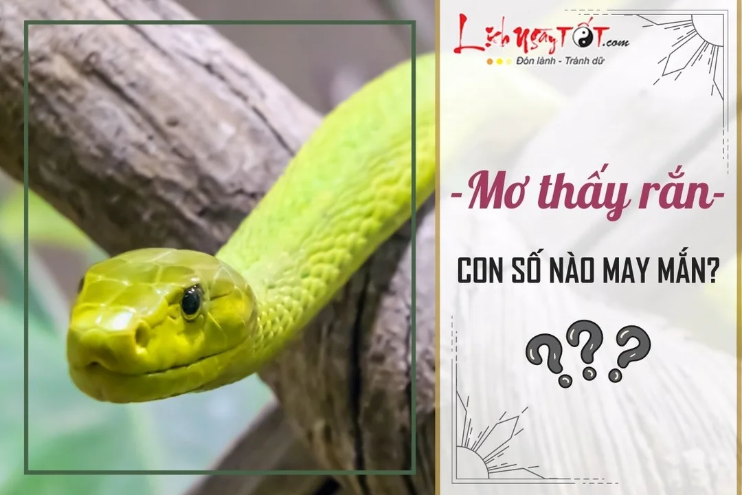 mơ thấy rắn cắn đánh con đề gì và cách đối chiếu giấc mơ