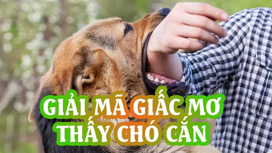 Nằm mơ thấy chó cắn đánh con gì chuẩn nhất