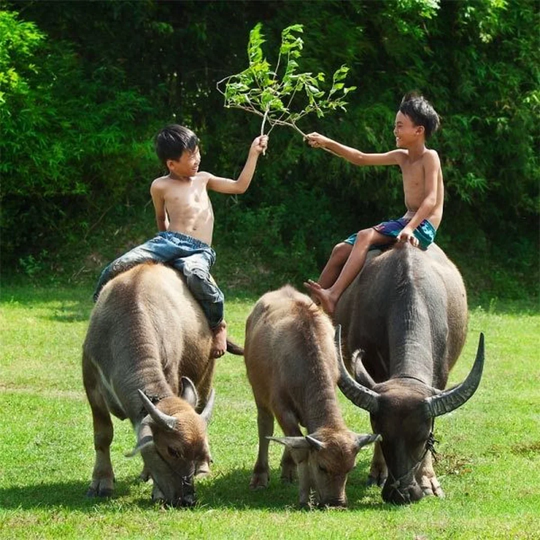 ngủ mơ thấy trâu đánh đề con gì theo biểu tượng phong thủy con trâu