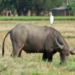 ngu mo thay trau danh de con gi voi hinh anh trau tren dong