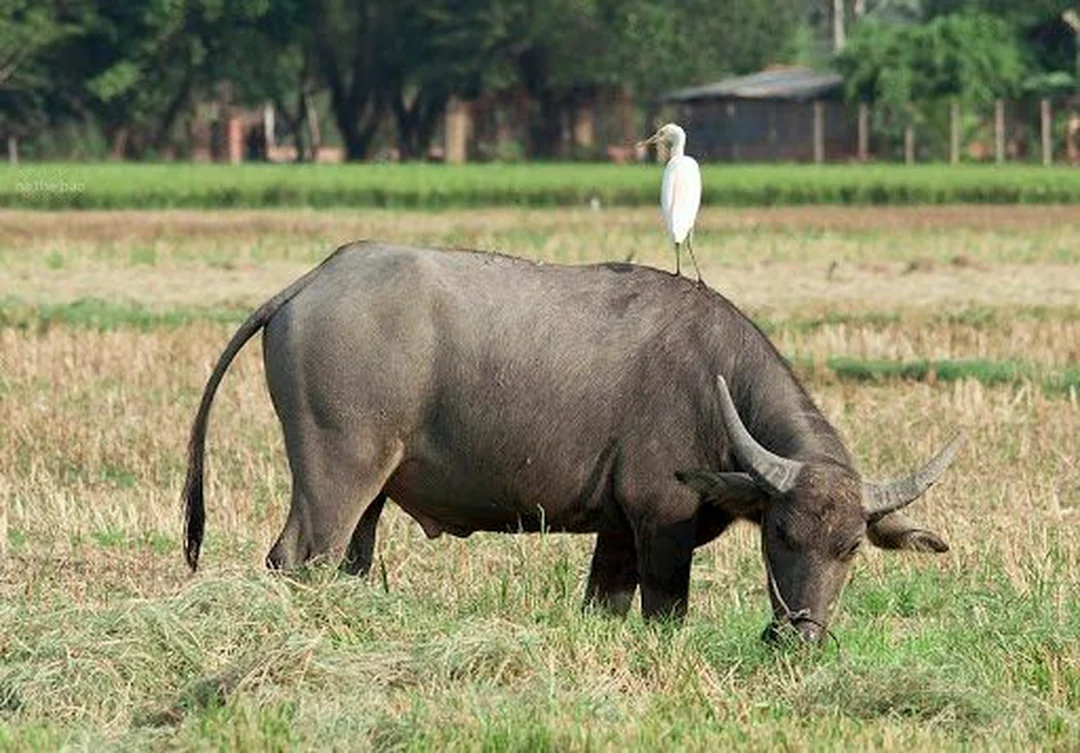ngu mo thay trau danh de con gi voi hinh anh trau tren dong